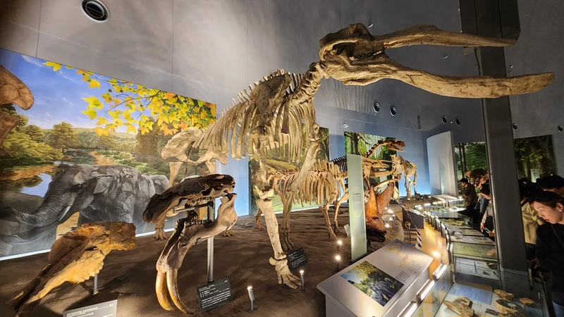 Fukui Dinosaur Museum mammoth exhibit