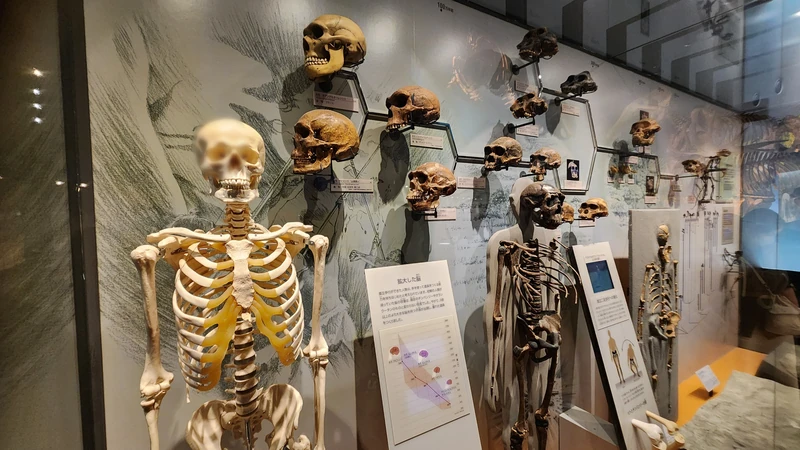 Human evolution comparative skeleton display in the museum