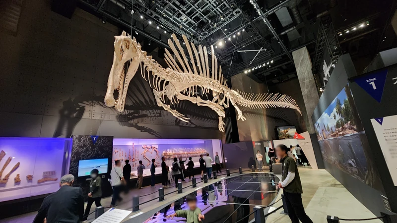 Large spinosaurus skeleton exhibit in Fukui dinosaur museum