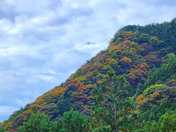 Fall forest approach along Echizen coast road
