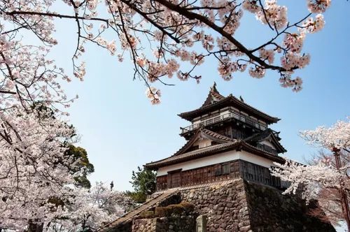 丸岡城と桜