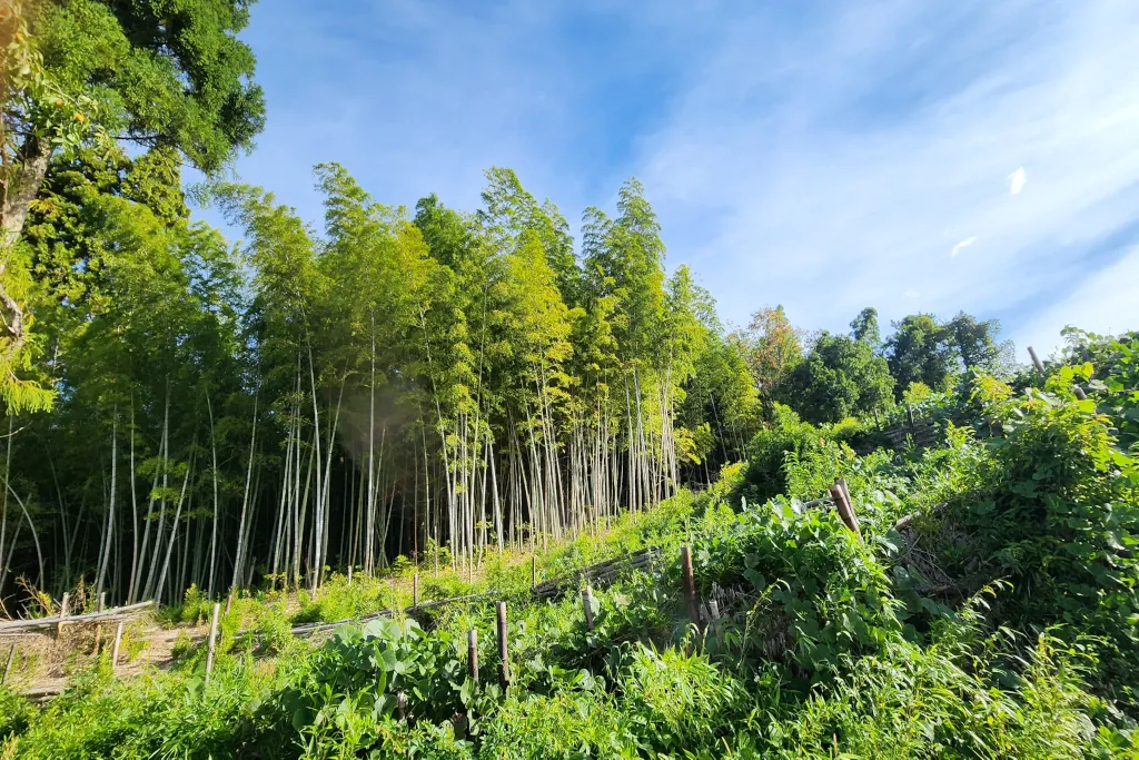 Takao Village Bamboo Forest