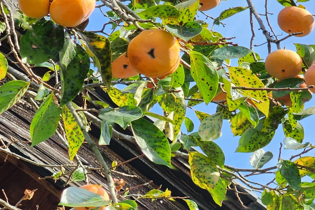 Takao Village Persimmons, Fukui Japan